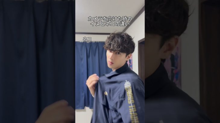 #shorts #犬 #猫 #ペット