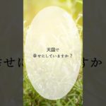 【お空のペット】今、幸せですか？　#アニマルコミュニケーター  #アニマルコミュニケーション  #ペットロス  #ペット  #shorts