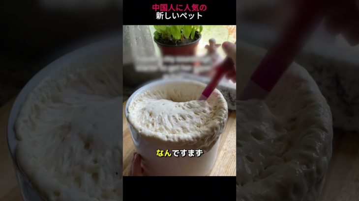 中国で新し​​く大人気のペット飼育!🤔#shorts