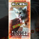 【新しい家族が増えた♪】#フィリピン#ペット#shouts