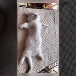 the famous sound on sleeping cat #tom #amanesido #funny #cat #catshorts