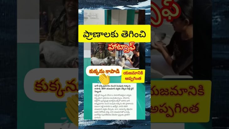 ప్రాణాలకు తెగించి కుక్కను కాపాడి ఆపై యజమానికి ఇచ్చాక ఆనందం #trending #news#dog#pet#pets#shorts#funny