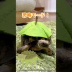 恐竜コスプレ！リクガメおいもちゃん#リクガメ #爬虫類 #turtle #ペット #癒し#かわいい