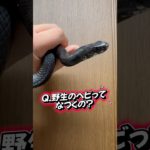野生のヘビってなつくの？🐍 #爬虫類 #蛇 #ペット #かわいい #癒し #おもしろ