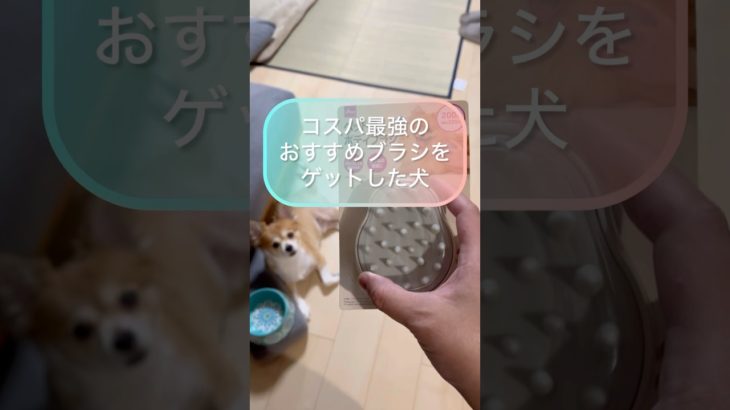 【でかチワワのコジロー】ダイソーのコスパ最強ペットブラシをゲットした犬