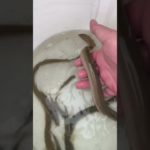 ペットのウナ郎、ウナ二郎系、ウナ三郎！　ウナギ穴釣りでゲット