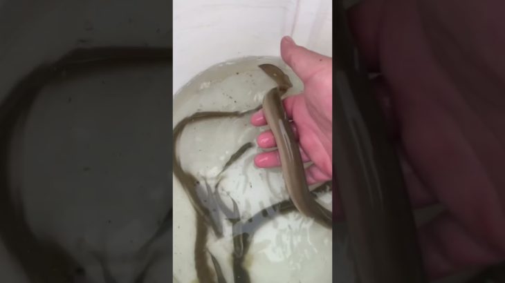 ペットのウナ郎、ウナ二郎系、ウナ三郎！　ウナギ穴釣りでゲット