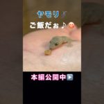 やもり　ご飯の時間　癒されます　#ショート #ペット #ヤモリ #ニホンヤモリ #癒し #癒される #ヒーリング #可愛い #かわいい #餌やり #爬虫類