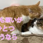 ペットロス。でも【永遠に幸せでいてくれますように】猫との大切な時間