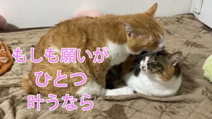 ペットロス。でも【永遠に幸せでいてくれますように】猫との大切な時間