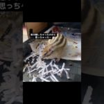 それ探してたのー！ #リス #ペットの暮らし #ペットのいる暮らし #シマリス #動物 #小動物 #シマリス #シマリスのいる生活 #ペット