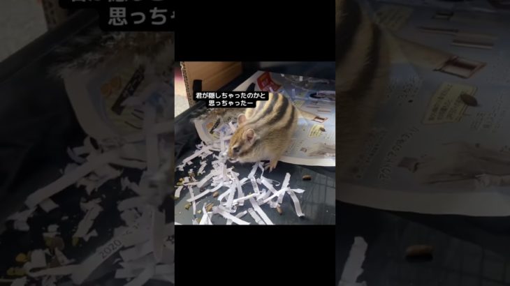 それ探してたのー！ #リス #ペットの暮らし #ペットのいる暮らし #シマリス #動物 #小動物 #シマリス #シマリスのいる生活 #ペット