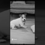 ボールで遊ぶわんちゃんかわいすぎる