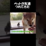 ペットの柴犬がお友達を連れてきた④