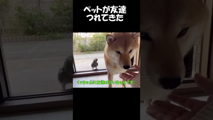 ペットの柴犬がお友達を連れてきた④