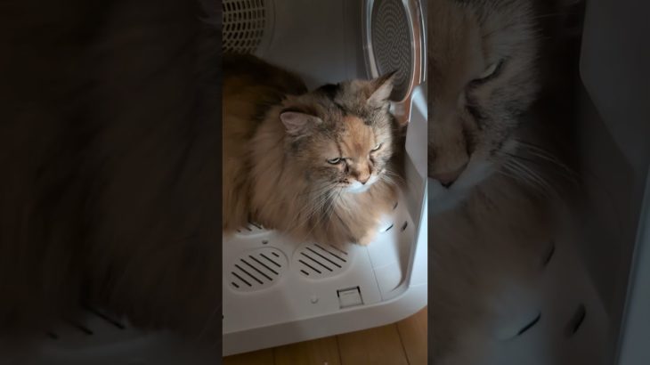 ペットドライヤーをチェック中