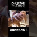 ペットの柴犬がお友達を連れてきた⑤