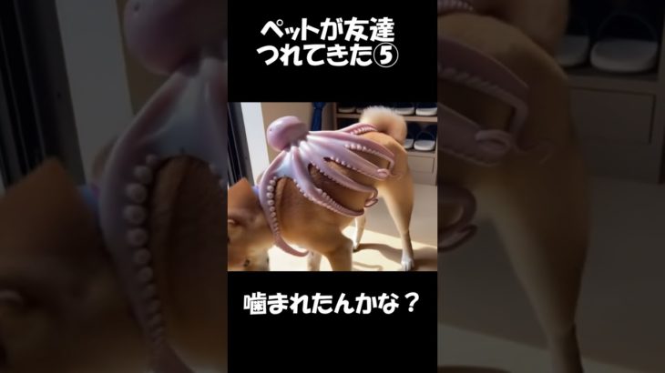 ペットの柴犬がお友達を連れてきた⑤