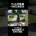 ペットの柴犬がお友達を連れてきた⑥