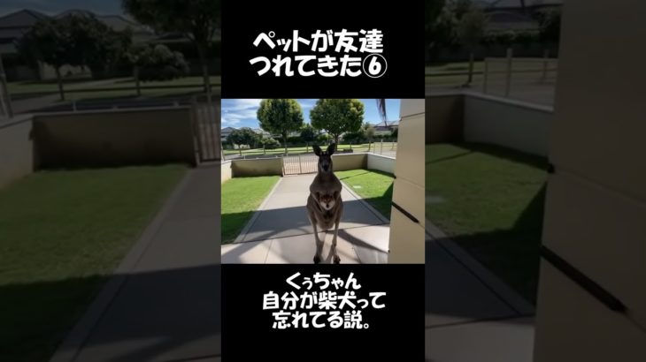ペットの柴犬がお友達を連れてきた⑥