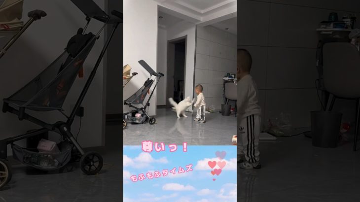 ペットを飼ってみて、この可愛さを本当に感じてみて！#もぐもぐタイム #可愛い #かわいい犬 #ペット好き  #癒しの時間  #ペットライフ  #犬好き  #猫好き