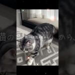 お風呂上がりからの、モフモフな猫ちゃん😍#ねこ #猫 #猫動画 #かわいい #ペット