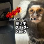 ペットで猿を飼い、犠牲になる猿が続出してるのご存知ですか⁉️コモンマーモセットを飼育する方へ。基本を知らず飼育する人が続出で、沢山の猿が犠牲になってます。#コモンマーモセット  #ペット