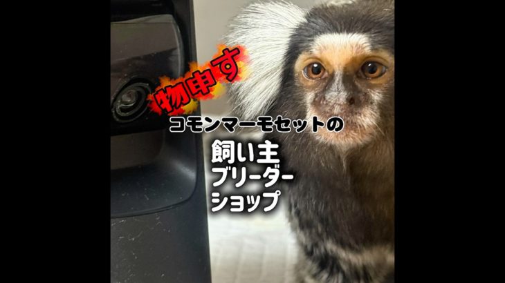 ペットで猿を飼い、犠牲になる猿が続出してるのご存知ですか⁉️コモンマーモセットを飼育する方へ。基本を知らず飼育する人が続出で、沢山の猿が犠牲になってます。#コモンマーモセット  #ペット