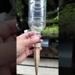 【農学修士地獄#静止画 ほか】#ペットボトル 給水キャップは最後は詰まりそうだから、穴開けて植木鉢にするが、詰まりそうな#蔓万年草 #ベランダ菜園 #恥の多い生涯 #貧乏生活 。