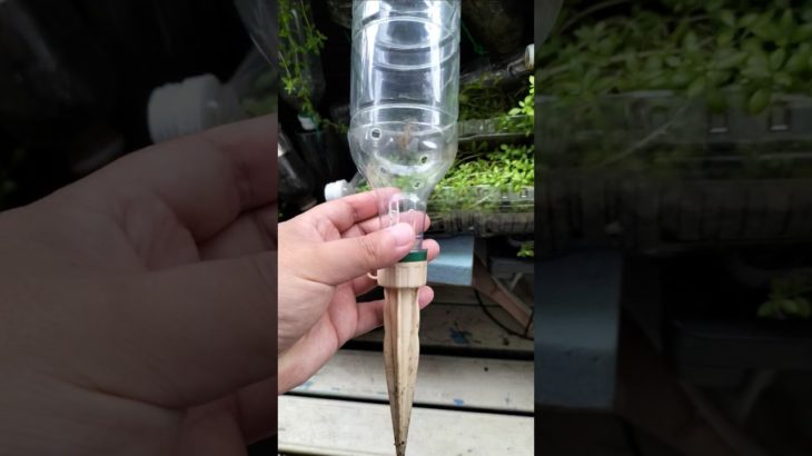 【農学修士地獄#静止画 ほか】#ペットボトル 給水キャップは最後は詰まりそうだから、穴開けて植木鉢にするが、詰まりそうな#蔓万年草 #ベランダ菜園 #恥の多い生涯 #貧乏生活 。