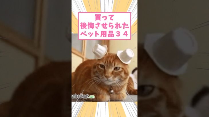 買って後悔させられたペット用品　#猫