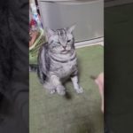 妹のお宝！名前は銀！アメリカンショートヘアー加工無し‼️#猫 #アメショ #ペット #可愛いペット