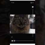 ペットカメラの前でスタンバってる猫#ペットカメラ #保護猫と暮らす #スタンバイ