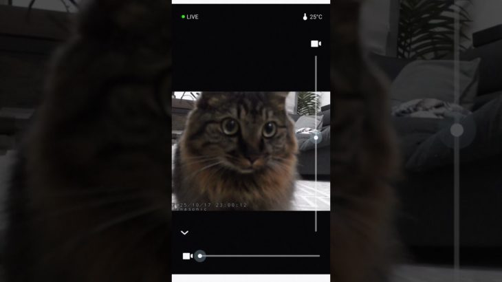ペットカメラの前でスタンバってる猫#ペットカメラ #保護猫と暮らす #スタンバイ