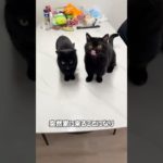 ペット禁止をすり抜ける方法