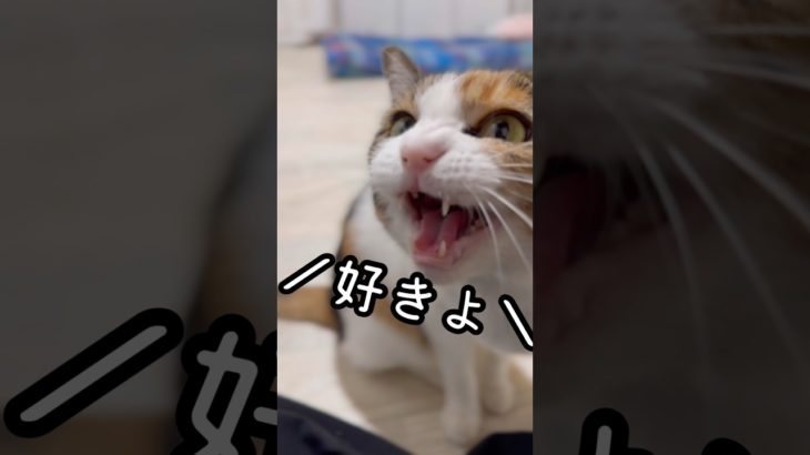 今日のおしゃべり小町。クレオパトラメイクでエジプト好き🇪🇬 #保護猫 #三毛猫 #三毛小町 #ミケノコマチ #みけこま #おしゃべり小町