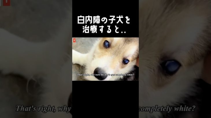 白い目の野良の子犬が元気に！感動の結末！#動物保護 #白内障 #感動する話