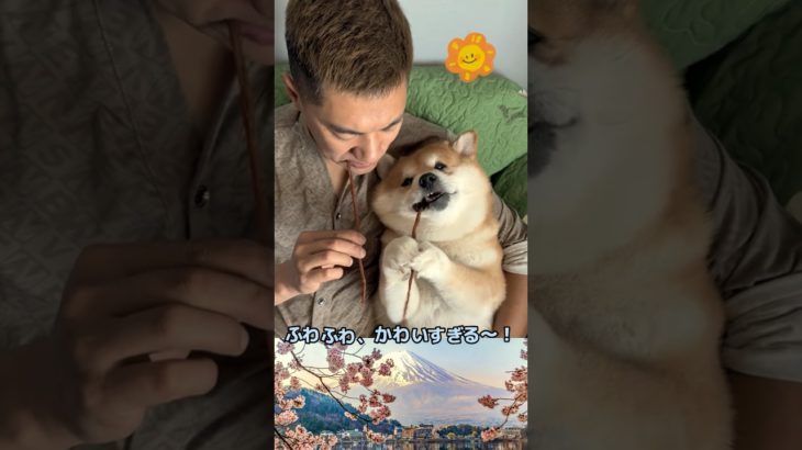 かわいすぎるモフモフ！！ 💕🐾#ペット #可愛い #犬 #ねこ #もふもふ