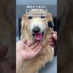 #羊毛フェルト #ペットロス #うちの子 #ペットは家族 #虹の橋 #犬のいる暮らし #猫のいる暮らし #ペットのいる生活 #愛犬との思い出 #完全オーダーメイド#夢工房 #メモリアル