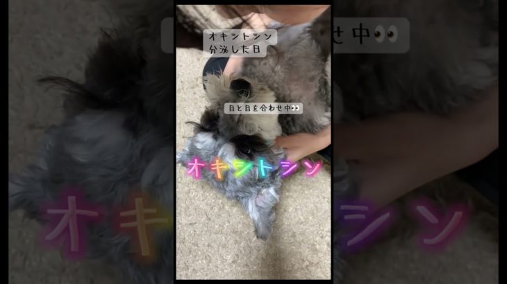 【目と目が合うだけで幸せ✨】ペットと飼い主の特別な瞬間💖