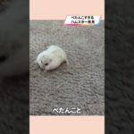 スタミナ切れしてるハムスターが可愛い【ててらぼペット部】