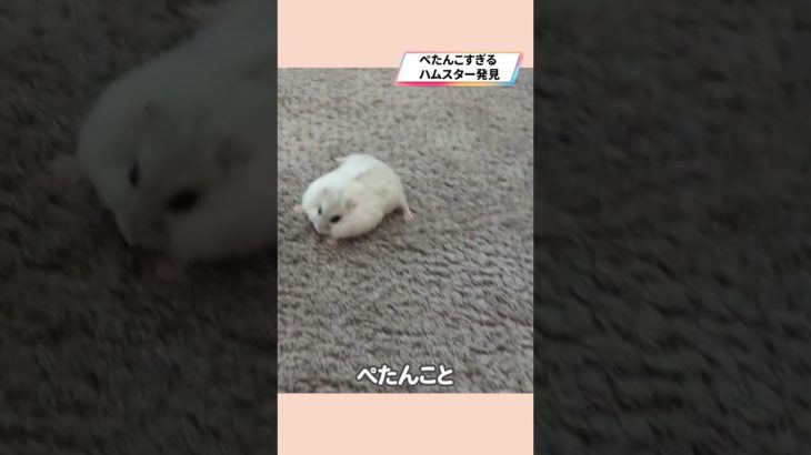 スタミナ切れしてるハムスターが可愛い【ててらぼペット部】