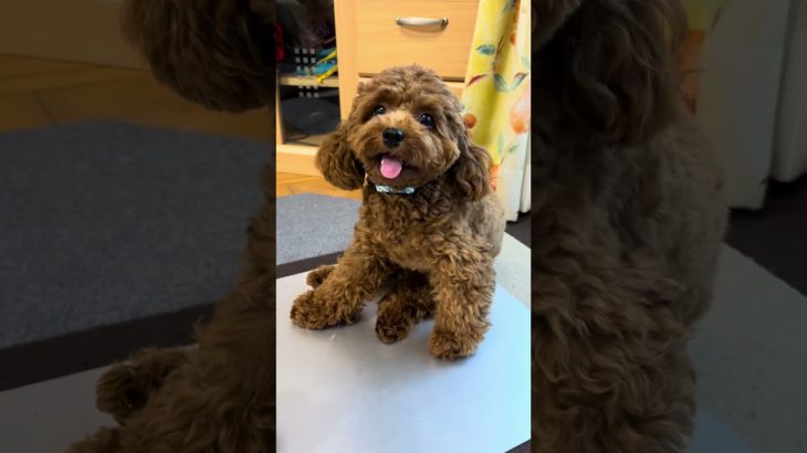 しつこくされるロビン