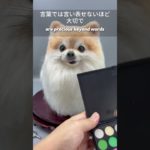 #羊毛フェルト #ペットロス #うちの子 #ペットは家族 #虹の橋 #犬のいる暮らし #猫のいる暮らし #ペットのいる生活 #愛犬との思い出 #大切な家族 #完全オーダーメイド#夢工房 #メモリアル