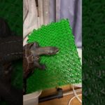 攻略ならず、ばいーん#亀吉#亀#かめきち#かめ#カメ#ペット#クサガメ#くさがめ