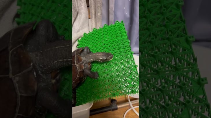 攻略ならず、ばいーん#亀吉#亀#かめきち#かめ#カメ#ペット#クサガメ#くさがめ