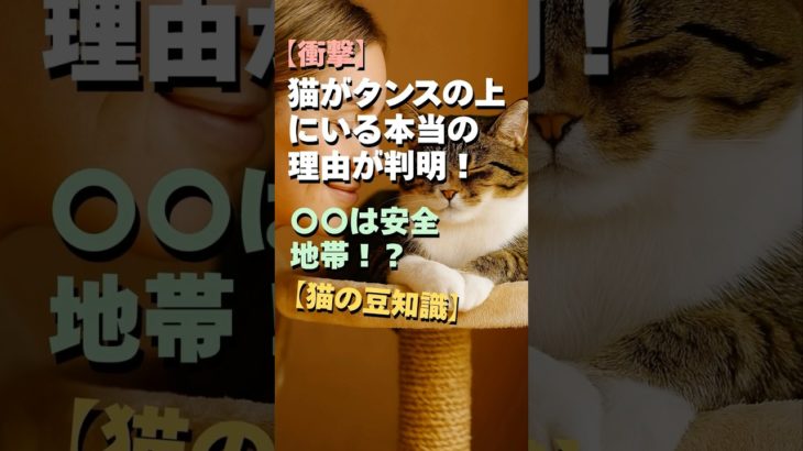 【衝撃】猫がタンスの上にいる本当の理由が判明！〇〇は安全地帯！？【猫の豆知識】