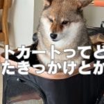 【柴犬多頭飼い】ペットカートを使っている理由やきっかけ