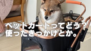【柴犬多頭飼い】ペットカートを使っている理由やきっかけ
