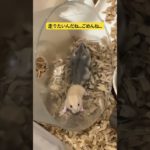 回し車買うからねー #ハムスター動画 #ハムスター日記 #ペット